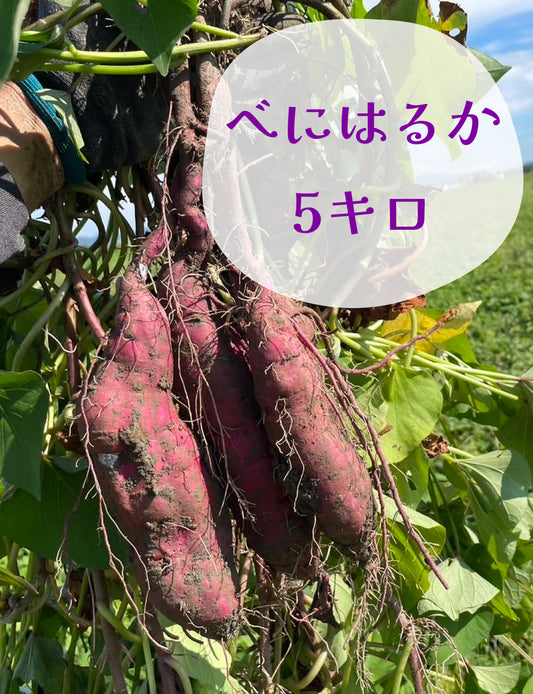 べにはるか - 刺繍屋さんが作ったアパレルショップ　nuudery