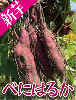 【はるかに甘い！あふれる蜜と最高の甘み！】福岡県産 べにはるか（1kg / 5kg/10kg） - 刺繍屋さんが作ったアパレルショップ　nuudery