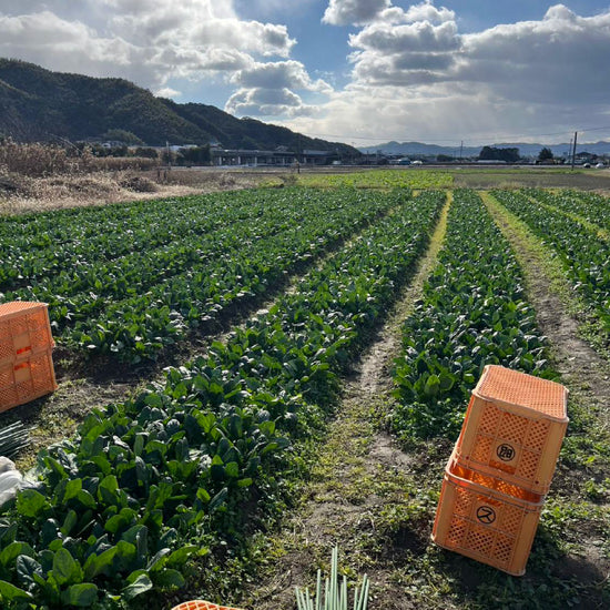 ほうれん草 - 刺繍屋さんが作ったアパレルショップ　nuudery