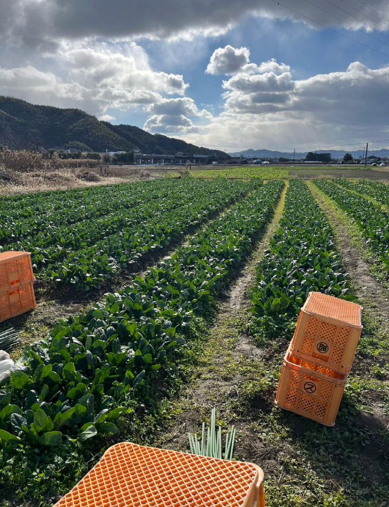 ほうれん草 - 刺繍屋さんが作ったアパレルショップ　nuudery