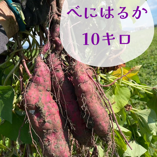 べにはるか - 刺繍屋さんが作ったアパレルショップ　nuudery