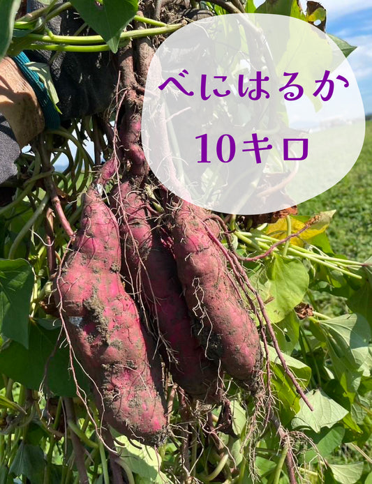 べにはるか - 刺繍屋さんが作ったアパレルショップ　nuudery