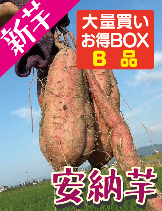 【음식점/사업자 대상 특가 BOX】후쿠오카현산 안노이모 20kg·50kg·100kg