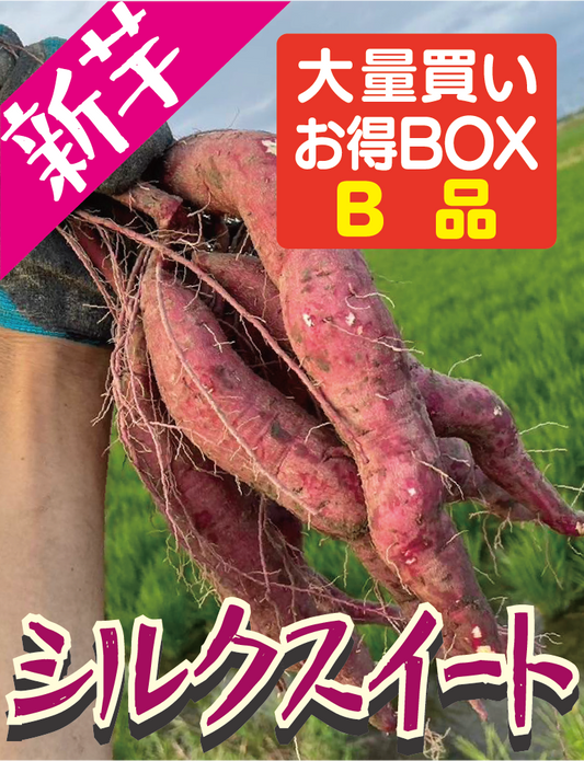 【음식점/사업자 대상 특가 BOX】후쿠오카현산 안노이모 20kg·50kg·100kg