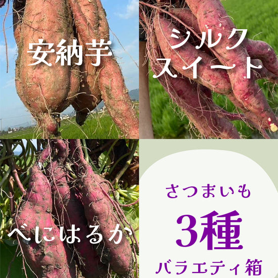 さつまいも3種バラエティ箱 - 刺繍屋さんが作ったアパレルショップ　nuudery