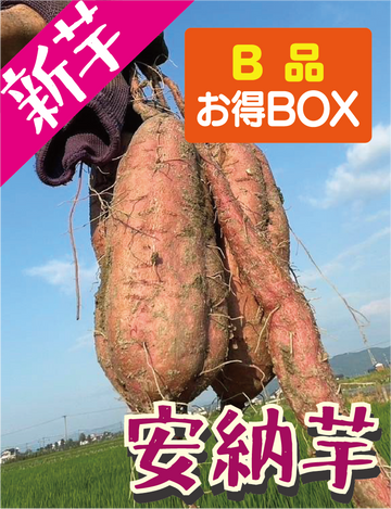 Pre-order sales start in August: [Extremely Rare! Aged] Fukuoka Prefecture Anno Imo Sweet Potatoes, S Size, 5kg and 1.5kg