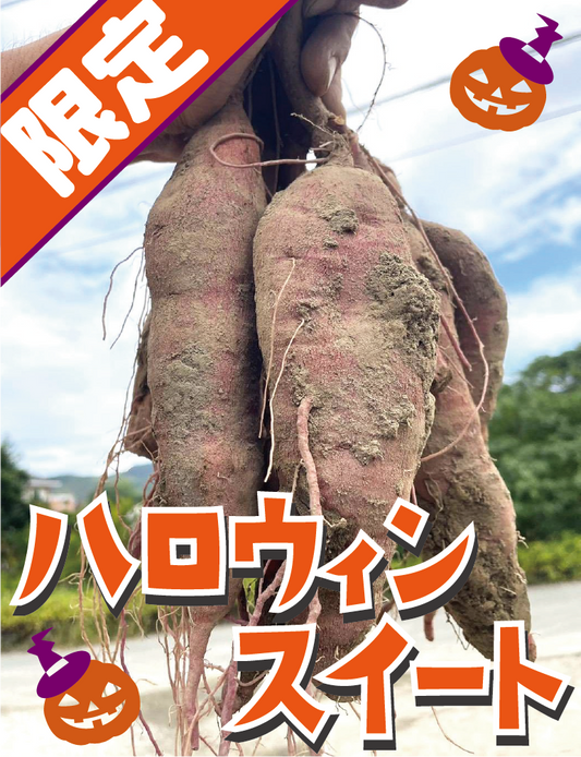【極上のしっとり感！鮮やかオレンジの希少品種！】福岡県産 ハロウィンスイート 1kg《数量限定販売》