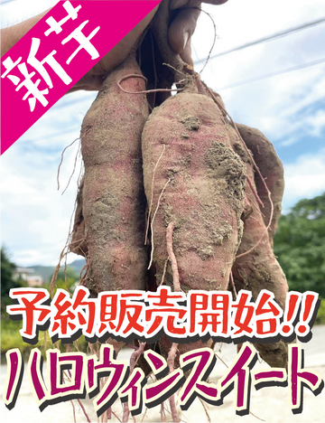 10月より予約販売開始【極上のしっとり感！鮮やかオレンジの希少品種！】福岡県産 ハロウィンスイート（1kg / 5kg/10kg）｜新芋ならではのみずみずしさ・おかずや焼き芋にぴったり (コピー)