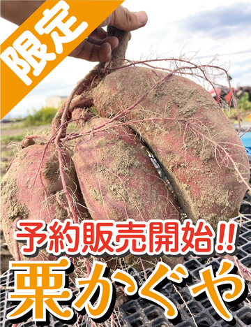 9月开始接受预订【浓厚的甜味和湿润的口感！】福冈县产 红春香 S尺寸 5公斤・1.5公斤