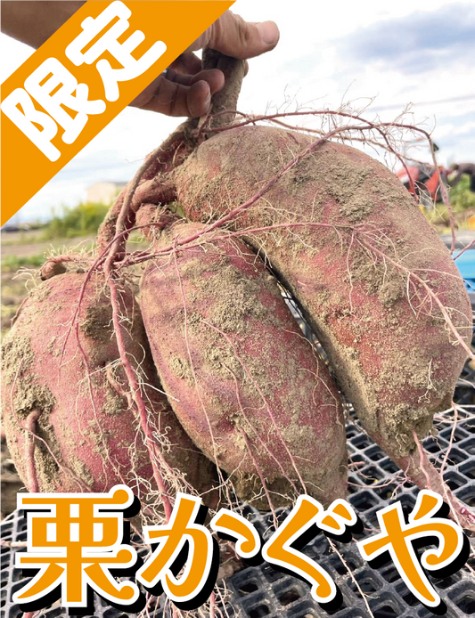 【極上のホクホク感！上品な甘さ！】福岡県産 栗かぐや （1kg/5㎏/10kg）〈数量限定販売〉