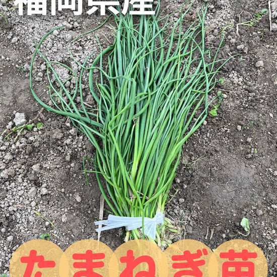 たまねぎ苗(中生)☆おまけつき - 刺繍屋さんが作ったアパレルショップ　nuudery