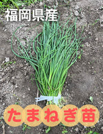 たまねぎ苗(中生)☆おまけつき - 刺繍屋さんが作ったアパレルショップ　nuudery