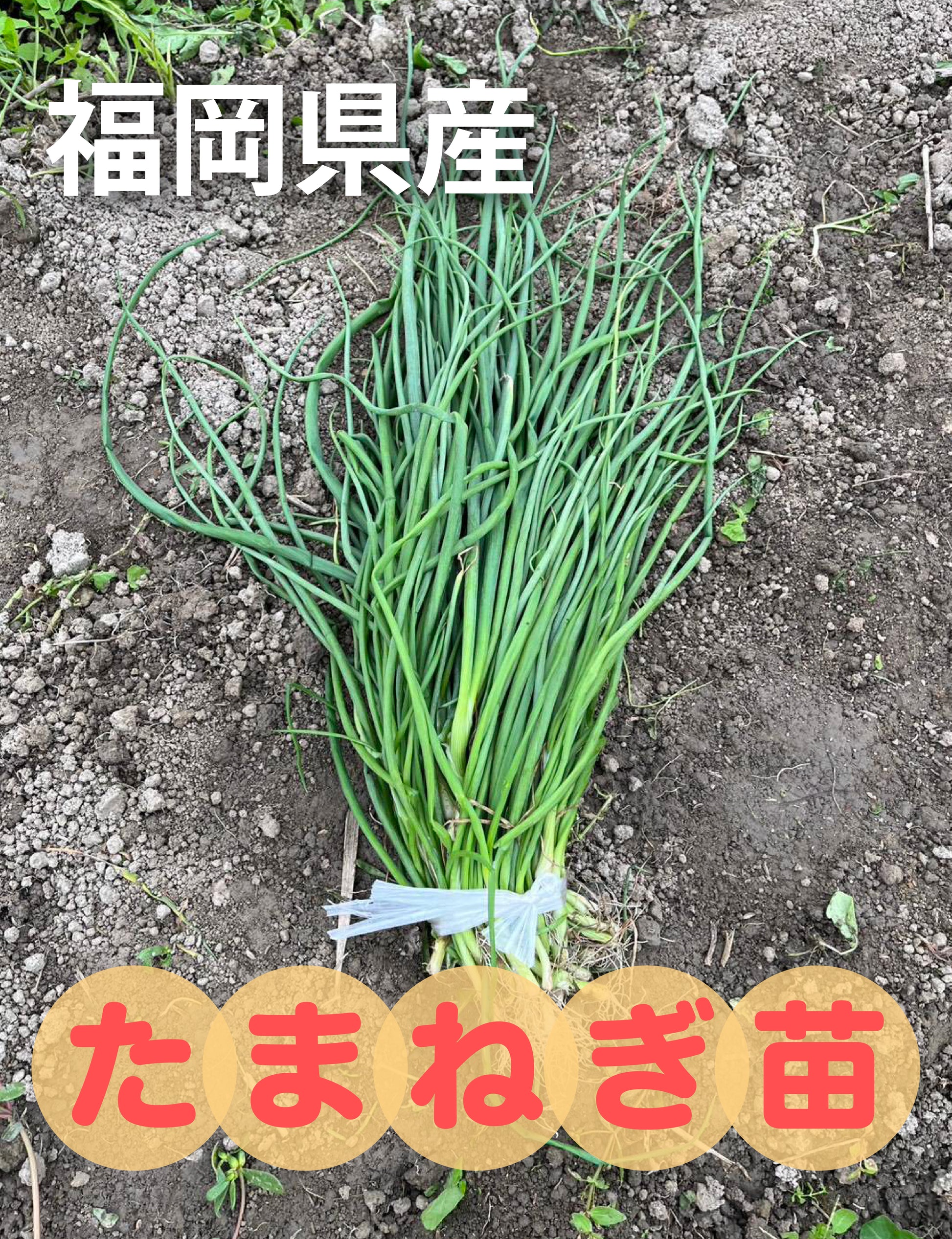 たまねぎ苗(中生)☆おまけつき - 刺繍屋さんが作ったアパレルショップ　nuudery