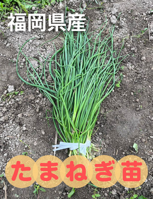 たまねぎ苗(中生)☆おまけつき - 刺繍屋さんが作ったアパレルショップ　nuudery