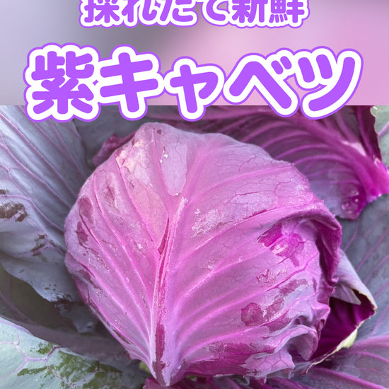 紫キャベツ - 刺繍屋さんが作ったアパレルショップ　nuudery