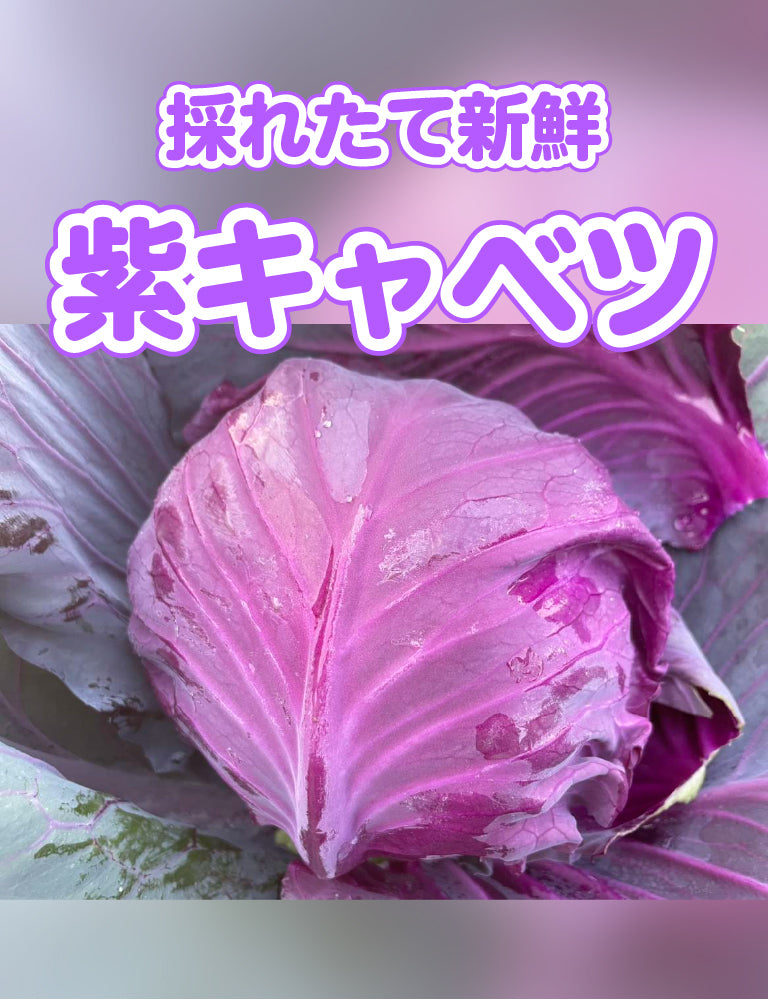 紫キャベツ - 刺繍屋さんが作ったアパレルショップ　nuudery