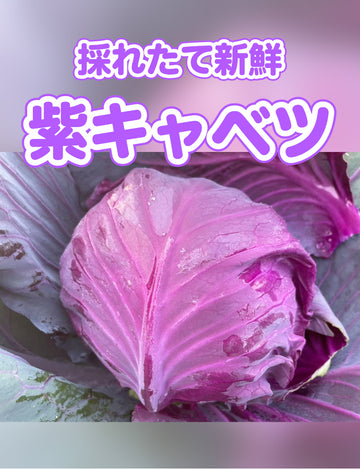 紫キャベツ - 刺繍屋さんが作ったアパレルショップ　nuudery