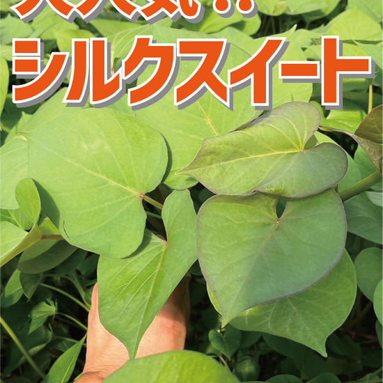 【選べる6品種！】さつまいも苗🌱 ★ シルクスイート/安納芋/紅はるか/紅あずま/きんとき/パープルスイート　芋苗 - 刺繍屋さんが作ったアパレルショップ　nuudery