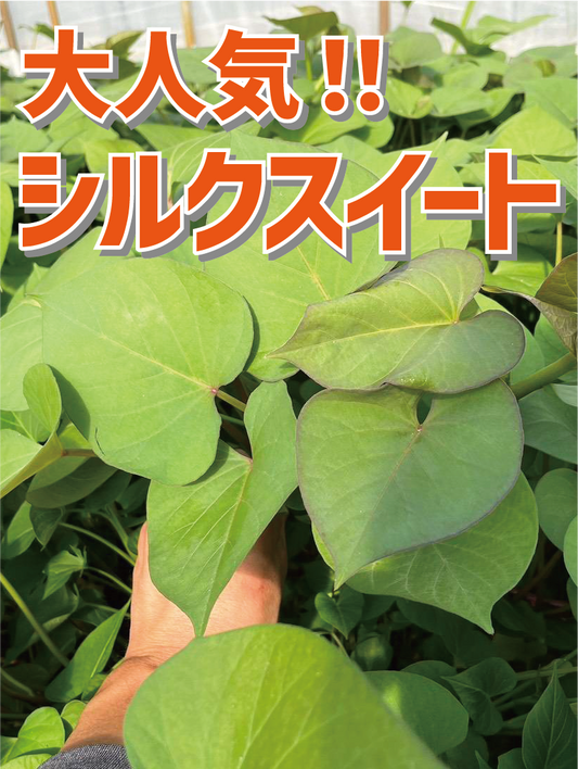 【選べる6品種！】さつまいも苗🌱 ★ シルクスイート/安納芋/紅はるか/紅あずま/きんとき/パープルスイート　芋苗 - 刺繍屋さんが作ったアパレルショップ　nuudery