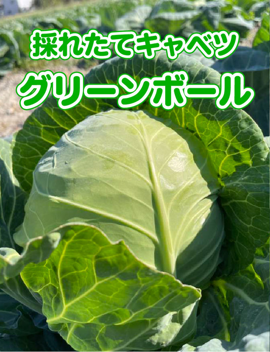 【収穫してすぐに配達！】採れたてキャベツ　グリーンボール