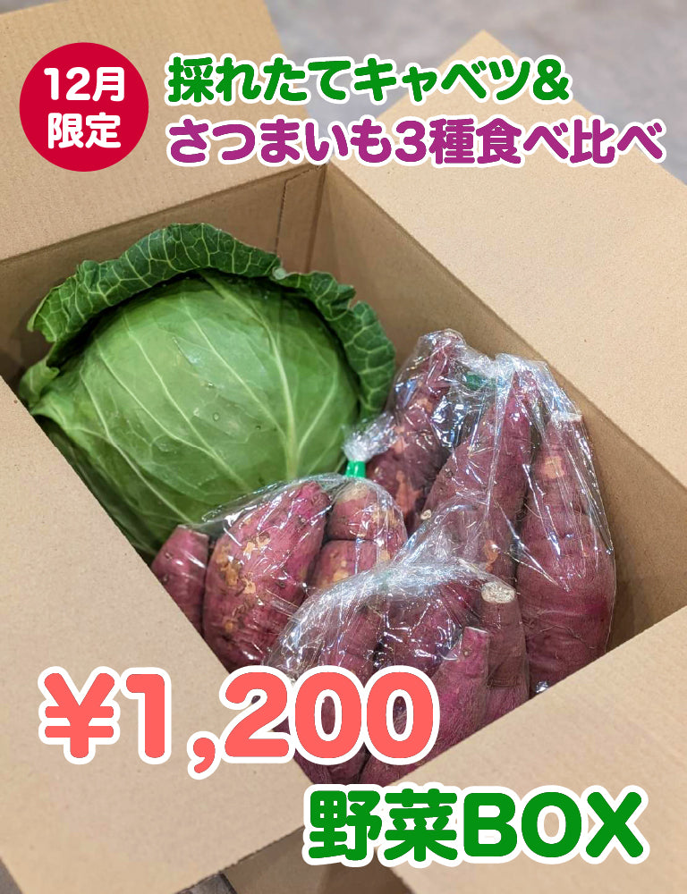 【12月限定！】¥1,200野菜BOX　採れたてキャベツとさつまいも3種食べ比べBOX - 刺繍屋さんが作ったアパレルショップ　nuudery