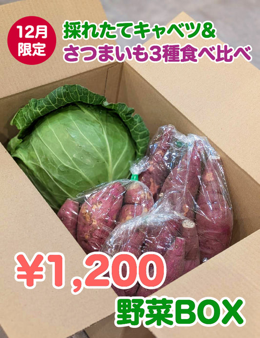 【12月限定！】¥1,200野菜BOX　採れたてキャベツとさつまいも3種食べ比べBOX - 刺繍屋さんが作ったアパレルショップ　nuudery