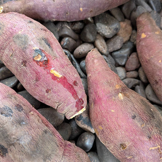 【飲食店・事業者様向けお得BOX】福岡県産 シルクスイート 20kg・50kg・100kg - 刺繍屋さんが作ったアパレルショップ　nuudery