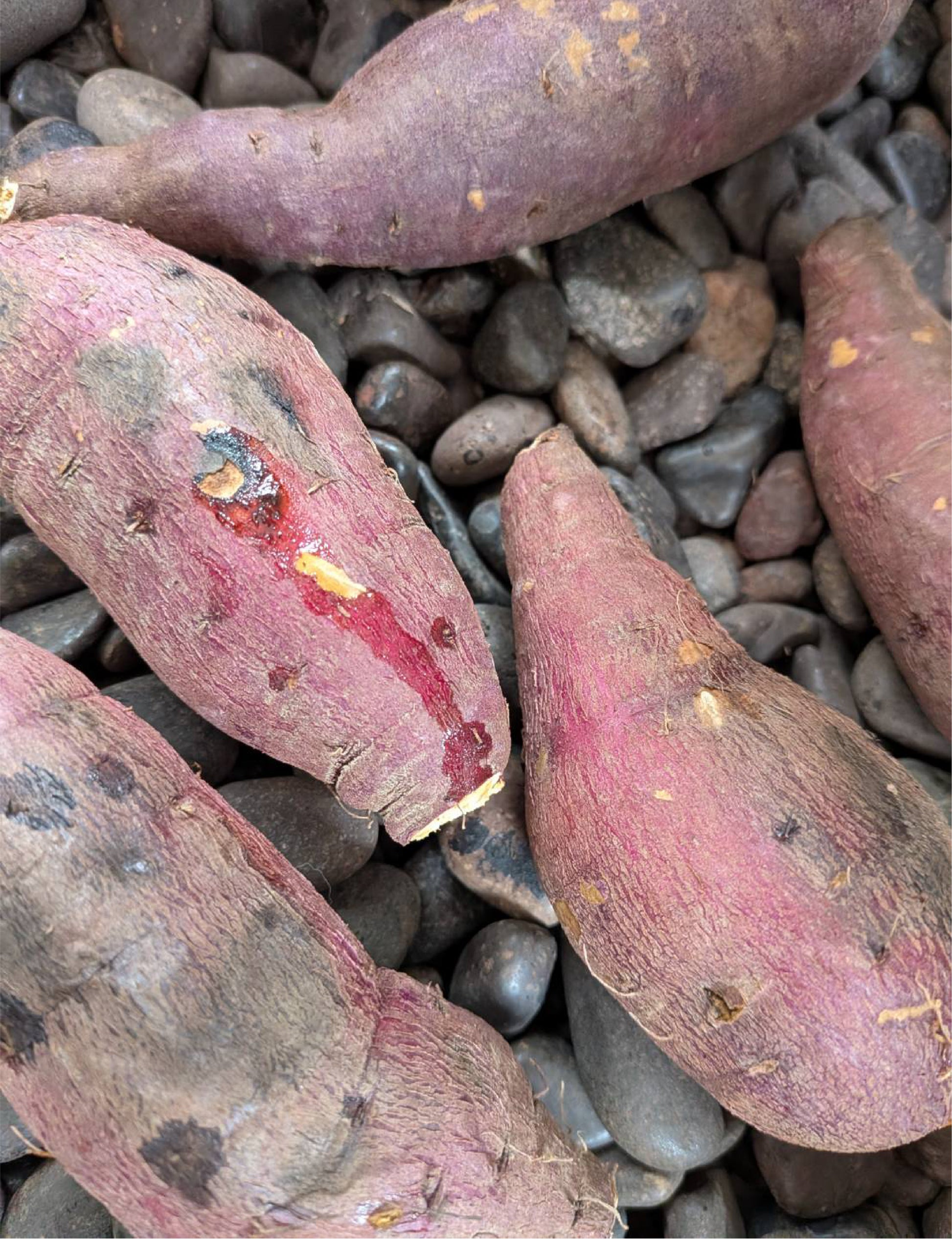 【飲食店・事業者様向けお得BOX】福岡県産 シルクスイート 20kg・50kg・100kg - 刺繍屋さんが作ったアパレルショップ　nuudery