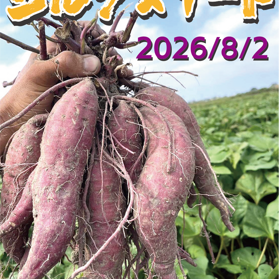【掘りたて新芋！】福岡県産 シルクスイート（1kg / 5kg/10kg）｜新芋ならではのみずみずしさ・おかずや焼き芋にぴったり - 刺繍屋さんが作ったアパレルショップ　nuudery