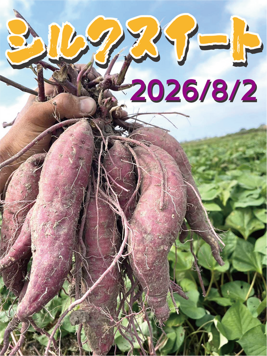 【新芋販売スタート!】【掘りたて新芋】福岡県産 シルクスイート（1kg / 5kg/10kg）｜新芋ならではのみずみずしさ・おかずや焼き芋にぴったり