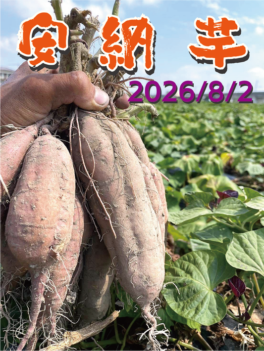 【新芋販売スタート!】【掘りたて新芋】福岡県産 安納芋（1kg / 5kg/10kg）｜新芋ならではのみずみずしさ・おかずや焼き芋にぴったり