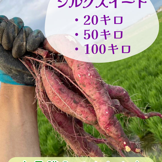 【飲食店・事業者様向けお得BOX】福岡県産 シルクスイート 20kg・50kg・100kg - 刺繍屋さんが作ったアパレルショップ　nuudery