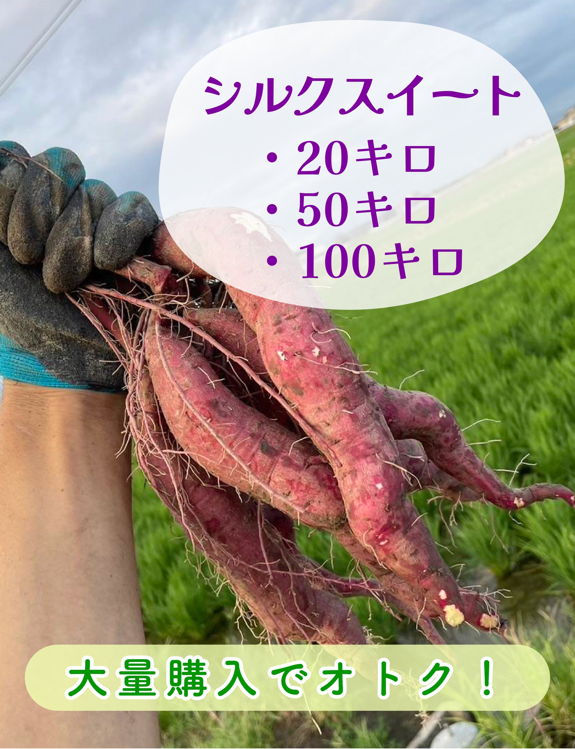 【飲食店・事業者様向けお得BOX】福岡県産 シルクスイート 20kg・50kg・100kg - 刺繍屋さんが作ったアパレルショップ　nuudery