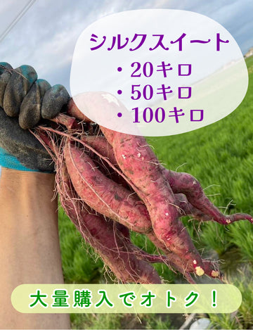 【飲食店・事業者様向けお得BOX】福岡県産 シルクスイート 20kg・50kg・100kg - 刺繍屋さんが作ったアパレルショップ　nuudery