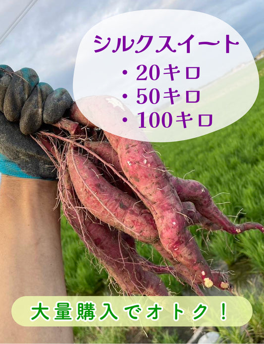 【飲食店・事業者様向けお得BOX】福岡県産 シルクスイート 20kg・50kg・100kg - 刺繍屋さんが作ったアパレルショップ　nuudery