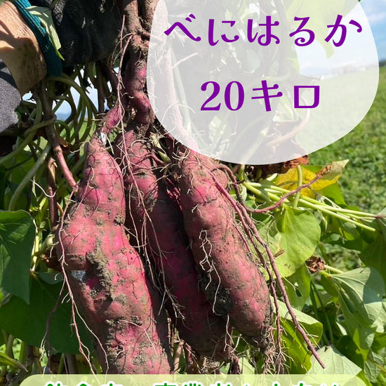 べにはるか 20キロ - 刺繍屋さんが作ったアパレルショップ　nuudery