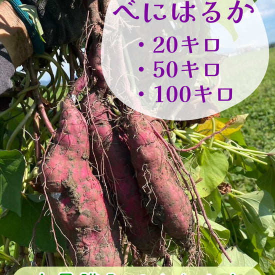 【飲食店・事業者様向けお得BOX】福岡県産 べにはるか 20kg・50kg・100kg - 刺繍屋さんが作ったアパレルショップ　nuudery
