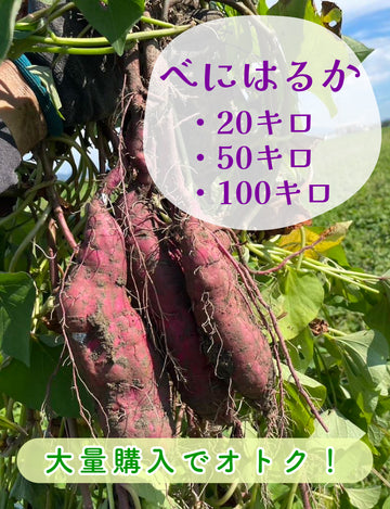 【飲食店・事業者様向けお得BOX】福岡県産 べにはるか 20kg・50kg・100kg - 刺繍屋さんが作ったアパレルショップ　nuudery