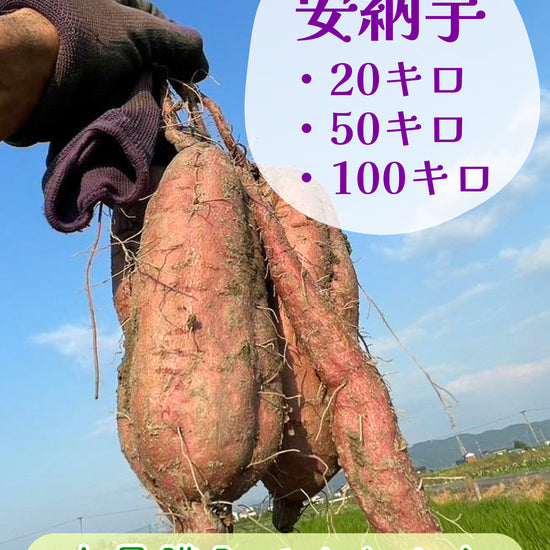 【飲食店・事業者様向けお得BOX】福岡県産 安納芋 20kg・50kg・100kg - 刺繍屋さんが作ったアパレルショップ　nuudery