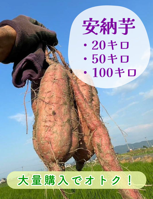 【飲食店・事業者様向けお得BOX】福岡県産 安納芋 20kg・50kg・100kg - 刺繍屋さんが作ったアパレルショップ　nuudery