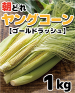 【BBQにおすすめ】皮ごと焼いて美味！朝採れヤングコーン（ゴールドラッシュ）　1kg相当（12本~14本）