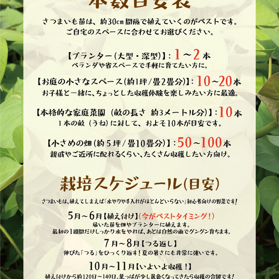【選べる6品種！】さつまいも苗🌱 ★ シルクスイート/安納芋/紅はるか/紅あずま/きんとき/パープルスイート　芋苗　10本～300本 - 刺繍屋さんが作ったアパレルショップ　nuudery