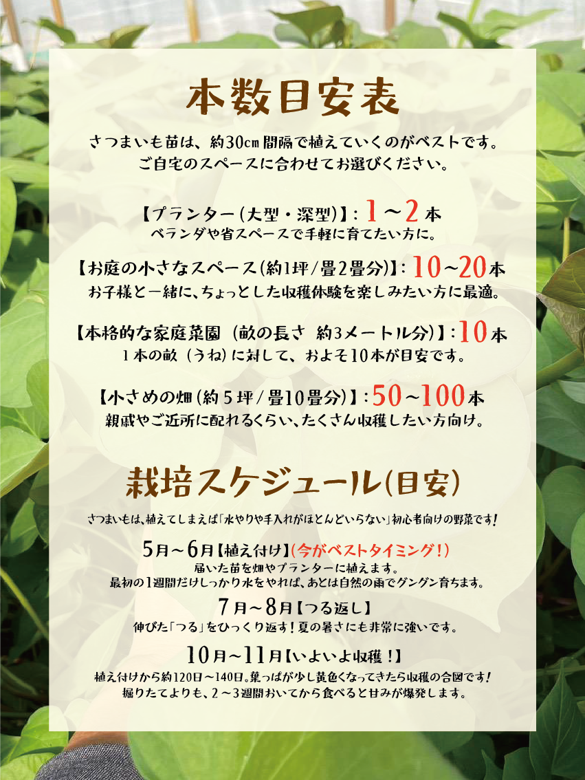 【選べる6品種！】さつまいも苗🌱 ★ シルクスイート/安納芋/紅はるか/紅あずま/きんとき/パープルスイート　芋苗　10本～300本 - 刺繍屋さんが作ったアパレルショップ　nuudery
