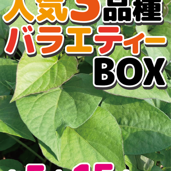 【数量限定！残り27個】さつまいも苗バラエティーBOX　3品種15本セット　6品種18本セット・30本セット　3品種（シルクスイート/安納芋/紅はるか）6品種（シルクスイート/安納芋/紅はるか/紅あずま/きんとき/パープルスイート） - 刺繍屋さんが作ったアパレルショップ　nuudery
