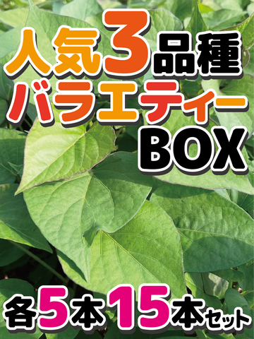 【数量限定！残り27個】さつまいも苗バラエティーBOX　3品種15本セット　6品種18本セット・30本セット　3品種（シルクスイート/安納芋/紅はるか）6品種（シルクスイート/安納芋/紅はるか/紅あずま/きんとき/パープルスイート） - 刺繍屋さんが作ったアパレルショップ　nuudery