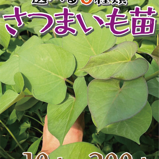【選べる6品種！】さつまいも苗🌱 ★ シルクスイート/安納芋/紅はるか/紅あずま/きんとき/パープルスイート　芋苗 - 刺繍屋さんが作ったアパレルショップ　nuudery