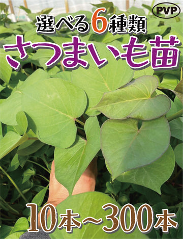 【選べる6品種！】さつまいも苗🌱 ★ シルクスイート/安納芋/紅はるか/紅あずま/きんとき/パープルスイート　芋苗 - 刺繍屋さんが作ったアパレルショップ　nuudery