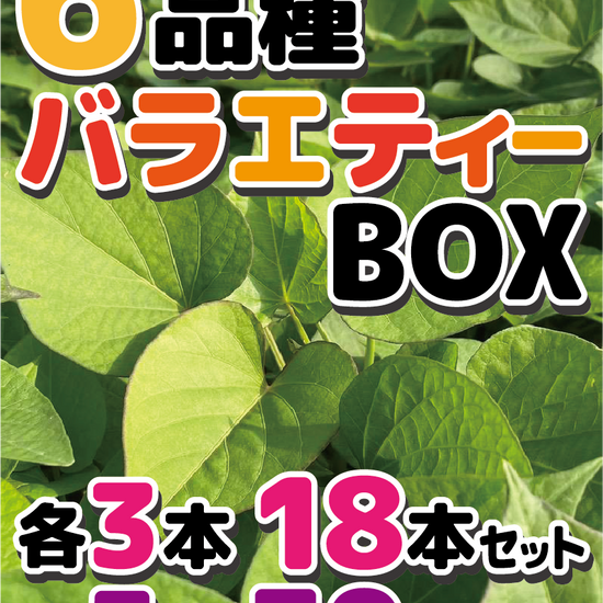 【数量限定！残り27個】さつまいも苗バラエティーBOX　3品種15本セット　6品種18本セット・30本セット　3品種（シルクスイート/安納芋/紅はるか）6品種（シルクスイート/安納芋/紅はるか/紅あずま/きんとき/パープルスイート） - 刺繍屋さんが作ったアパレルショップ　nuudery