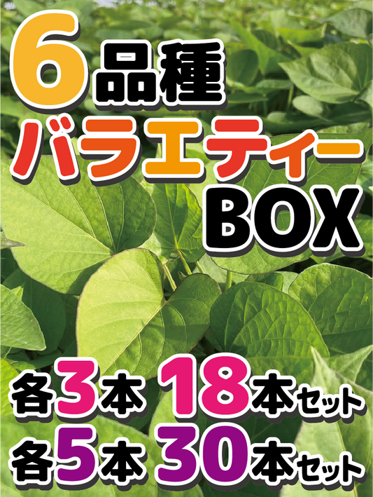 【数量限定！残り27個】さつまいも苗バラエティーBOX　3品種15本セット　6品種18本セット・30本セット　3品種（シルクスイート/安納芋/紅はるか）6品種（シルクスイート/安納芋/紅はるか/紅あずま/きんとき/パープルスイート） - 刺繍屋さんが作ったアパレルショップ　nuudery