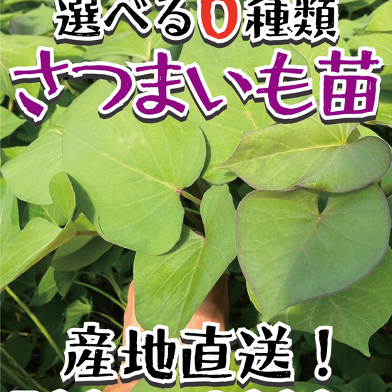 【大量購入セール中】【選べる6品種！】さつまいも苗🌱 ★ シルクスイート/安納芋/紅はるか/紅あずま/きんとき/パープルスイート　芋苗 　農家様・大量買い向け（500本〜3000本） - 刺繍屋さんが作ったアパレルショップ　nuudery